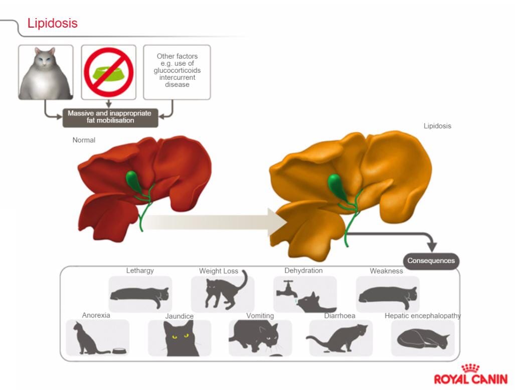 Feline Hepatic Lipidosis Home Treatment 2024 kalamaja.ee